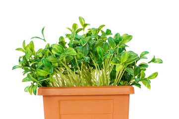 Green saplings growing in the clay pot