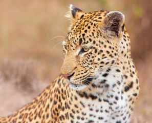 Fototapeta na wymiar Lampart (Panthera pardus) siedzi w savannah
