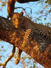 Rolgordijnen Leopard lying on the tree © Hedrus