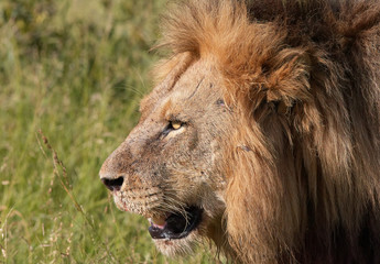 Lion (panthera leo) close-up