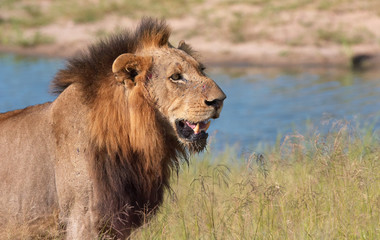Fototapeta na wymiar Lew (Panthera leo) close-up