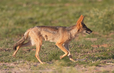 Alert Black-backed Jackal (Canis mesomelas)