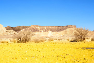 Negev Desert