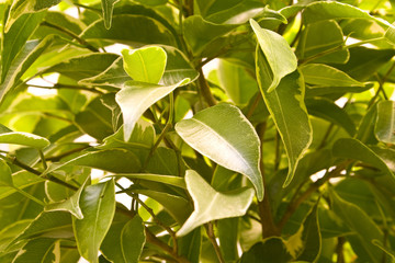 plant