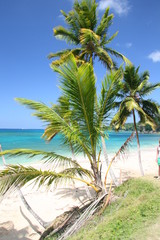 Fototapeta premium Palma in Cabarete