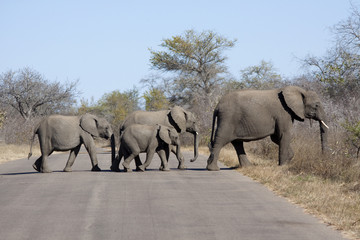 Eliphants