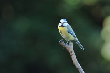 Blaumeise 100