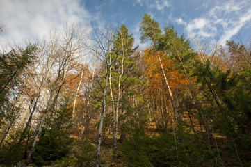 Forest in sunny autumn