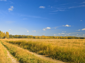 Obraz premium field and sky