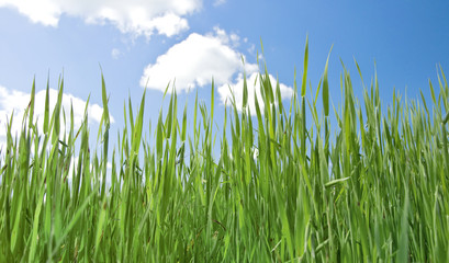Obraz premium herb on field under turn blue sky