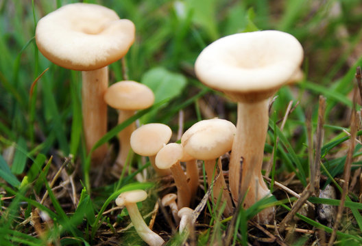 cogumelos selvagens