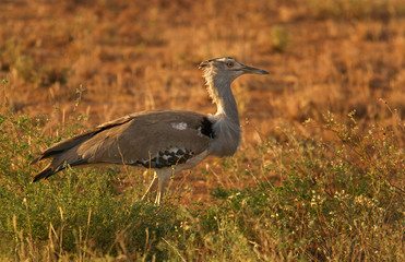 Kenyan Bird