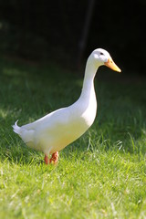 Fototapeta premium Weiße Laufente