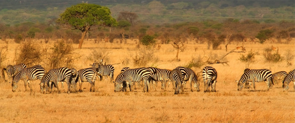 Zebras - 18457184