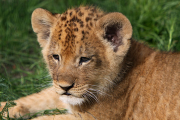 Baby-Löwe