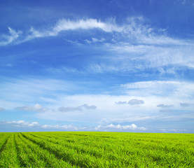 Fototapeta premium field