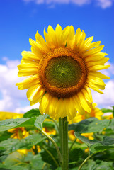 Fototapeta premium sunflower