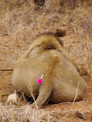 Darted Male Lion © mwellis