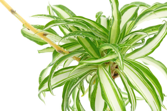 Phalang&egrave;re Chlorophytum comosum fond blanc
