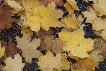 Foglie d'autunno su prato