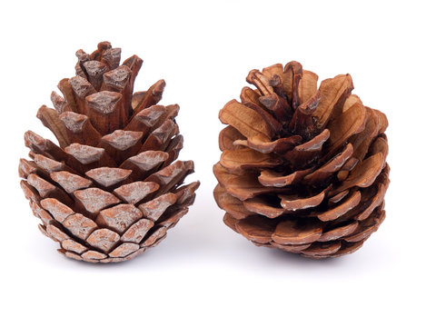 Two fir cones