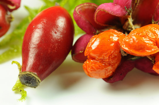 Designelemente Thema Herbstfarben
