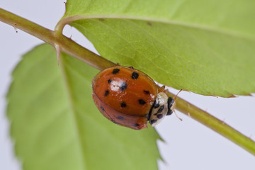 Lady bug on plant