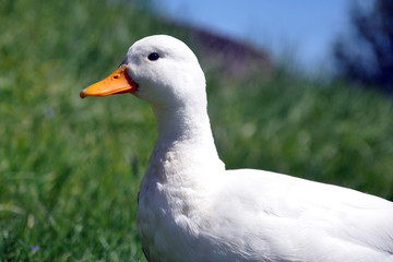 Alert White Duck