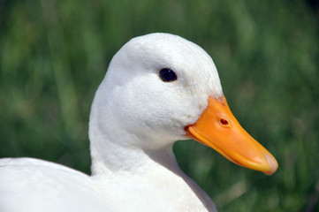Close up of White Duck