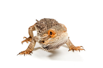 Bearded Dragon (pogona vitticeps)