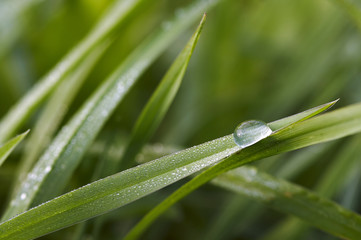 dew on the grass