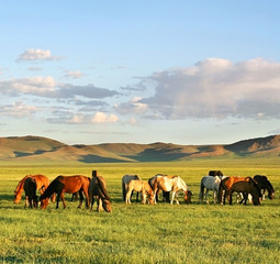 Herd of horses - 18465749