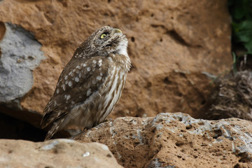 Civetta