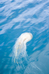 Jellyfish swimming in blue sea