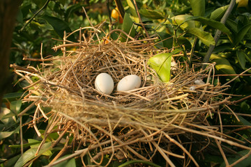 Isolated Bird's Nest