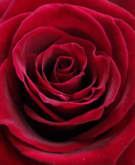 Naklejka premium Red rose closeup photo.