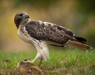 Red Tailed Hawk