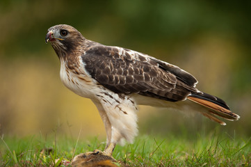 Red Tailed Hawk