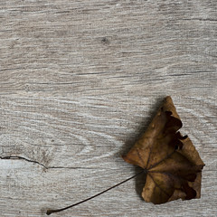 Herbstblatt auf holz