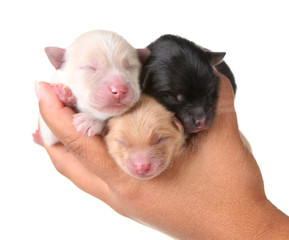 Three Newborn Puppies Sleeping