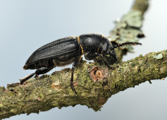 Longicorn beetle on a branch.