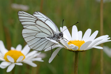 Butterfly on a flower.