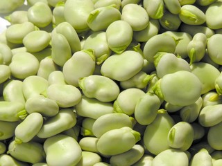 green grains of broad bean