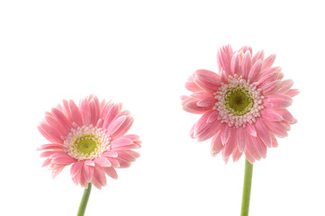 Two pink sunflower on white
