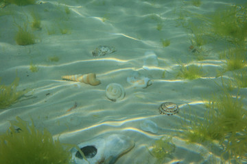 Muscheln im Wasser