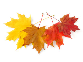 autumnal leaves palette