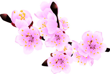Blossoming twig of spring fruit tree (vector illustration)