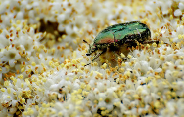 Beetle