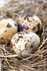 Naklejka na ściany i meble motley eggs at nest.