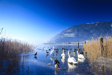 Frozen lake in the alps with swans and ducks on ice in winter - 18475972
